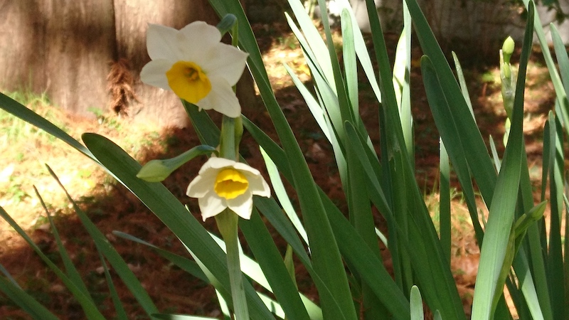 narcissus